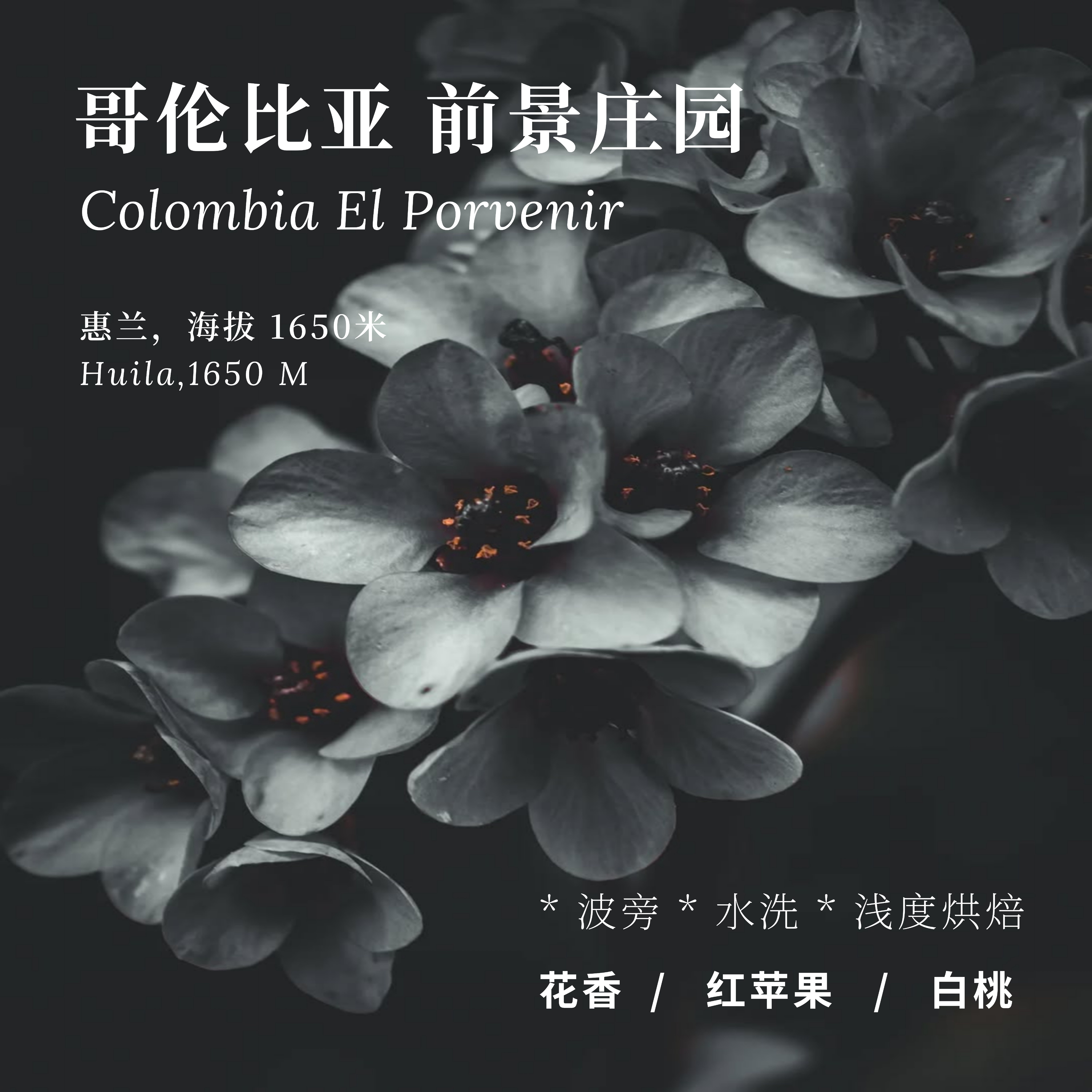 【AC Coffee】2026年新哥伦比亚前景庄园波旁精品咖啡豆