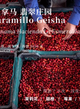【AC Coffee】巴拿马翡翠庄园绿标Jaramillo 瑰夏精品咖啡豆