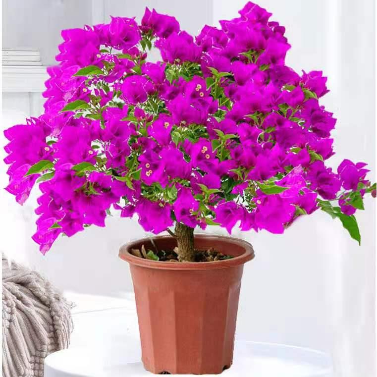 三角梅盆栽带花重瓣四季开花树苗花卉老桩勤花新品种庭院爬藤植物