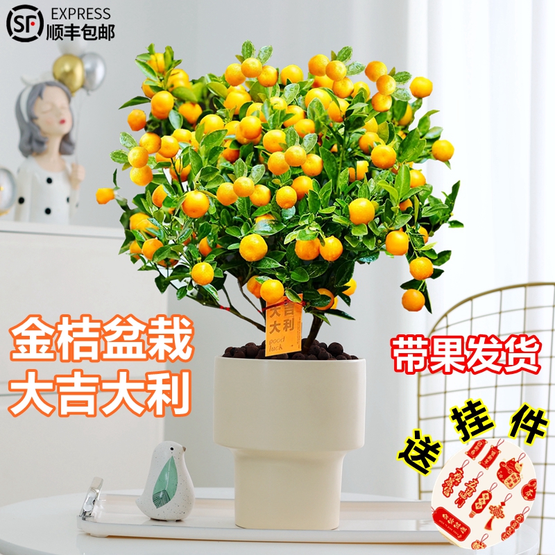 四季金桔盆栽金橘带果可食用脆皮金桔室内果树年桔植物绿植花卉
