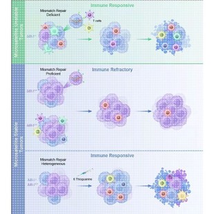 科研绘图封面信号通路医学SCI作图插画 机制图TOC摘要图画图 制图
