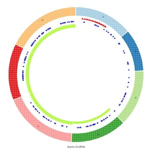 circRNA PCR引物设计。