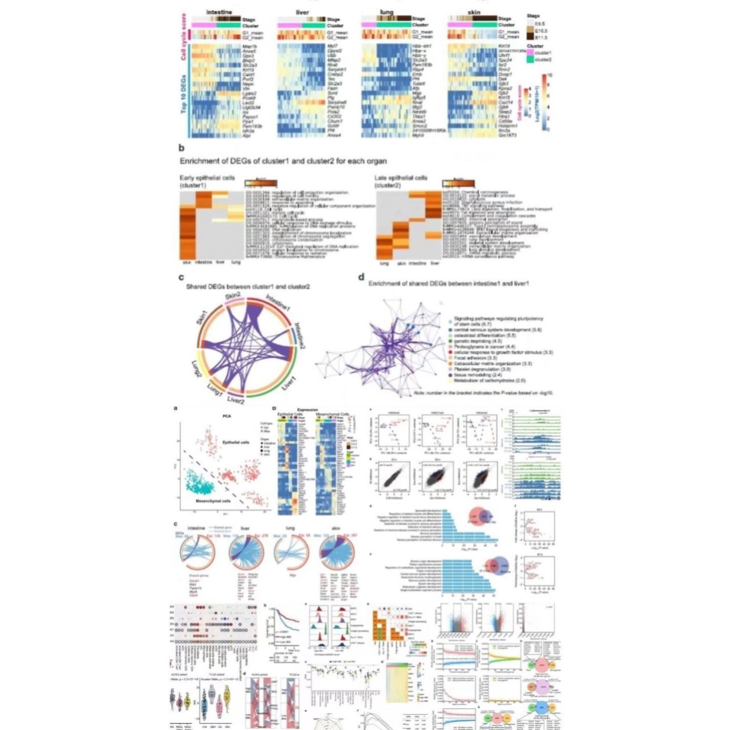 整套生信分析服务多组学联合 TCGA GEO 公共数据库挖掘单细胞测序