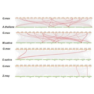植物基因家族 共线性分析