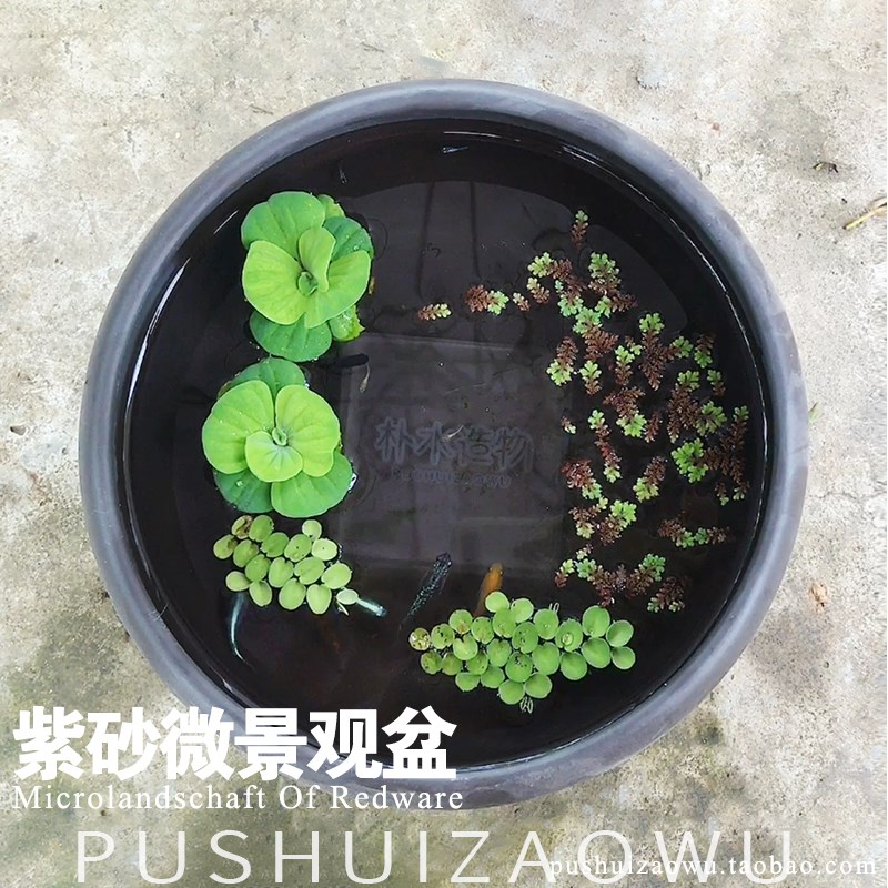 紫砂盆养殖观背青鱂小型观赏鱼铜钱草浮萍假山生态微景观水培花盆