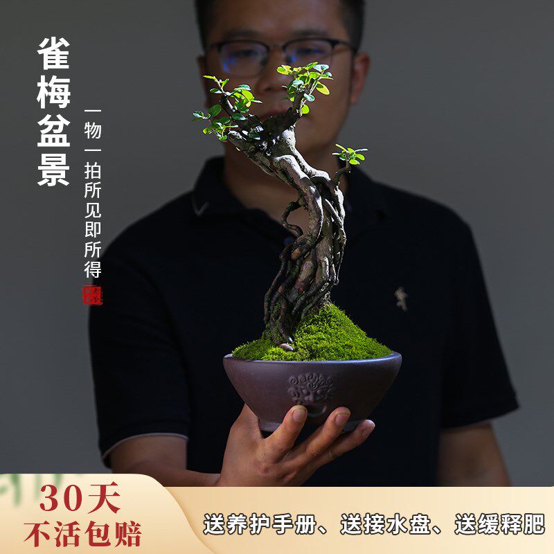 雀梅盆栽老桩提根一物一拍庭院造型盆景茶室玄关观叶室内小叶绿植