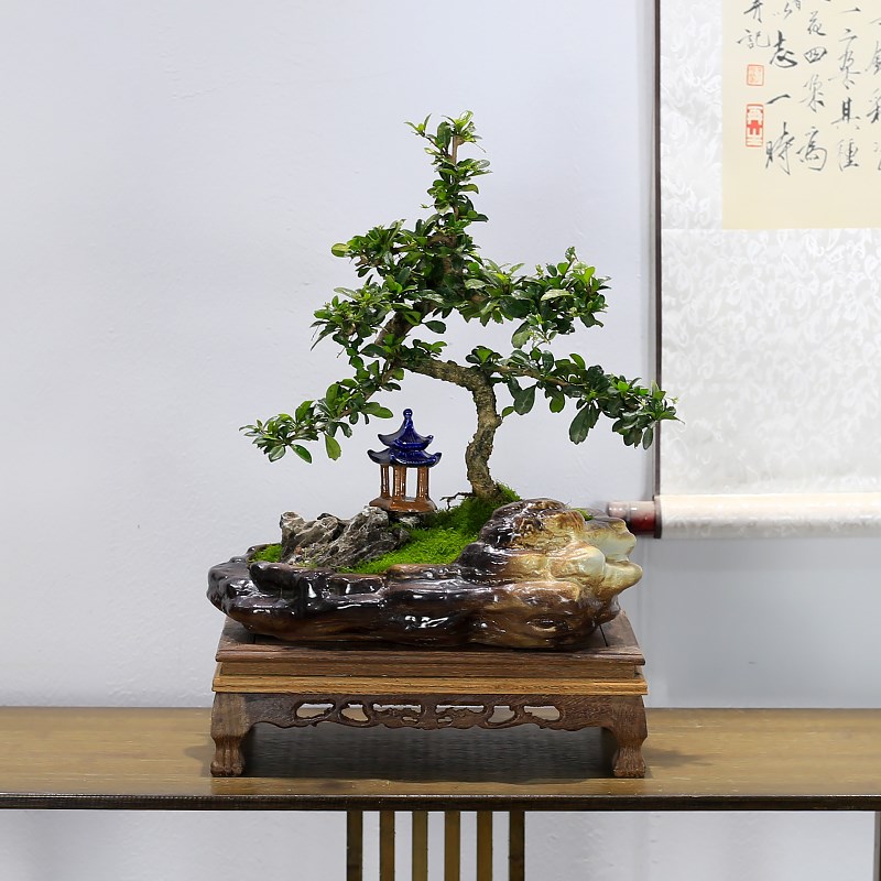 福建茶盆景造型老桩植物室内绿植客厅办公室桌面盆栽四季常青好养