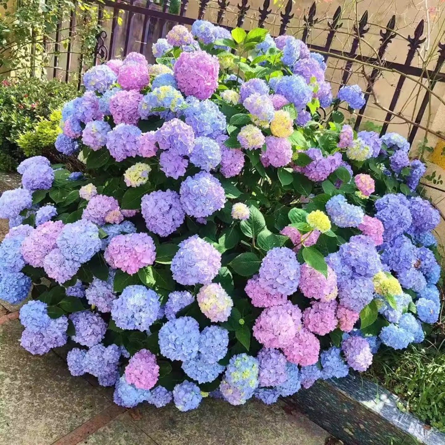 大花重瓣绣球花老桩盆栽耐寒花卉