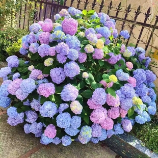 大花重瓣无尽夏绣球花苗盆栽老桩室内阳台室外地栽八仙花耐寒花卉