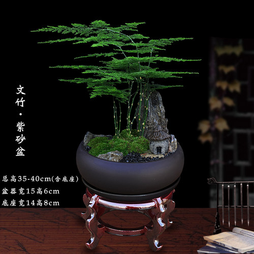 文竹盆栽室内客厅好养绿植微景观造景办公室桌面摆件山石苔藓盆景