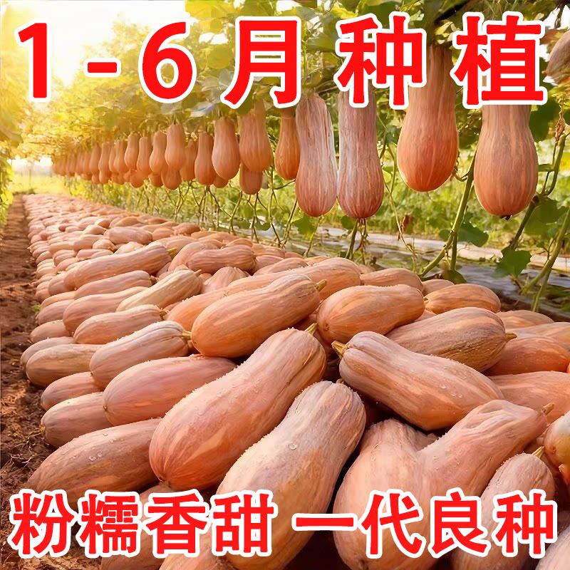 蜜本南瓜种子早熟高产超甜香糯