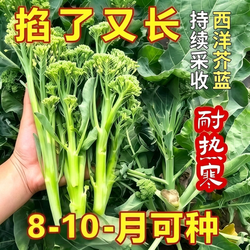 今年新种美味高产西兰苔种子