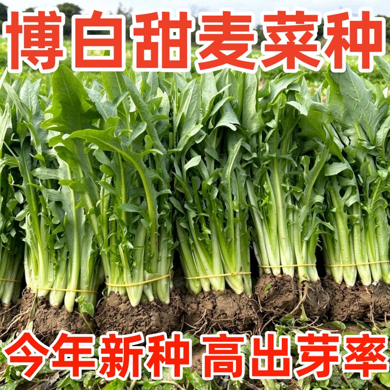 正宗广西博白甜脆麦菜秧苗花芽甜唛菜苦麦菜四季种子正品包邮
