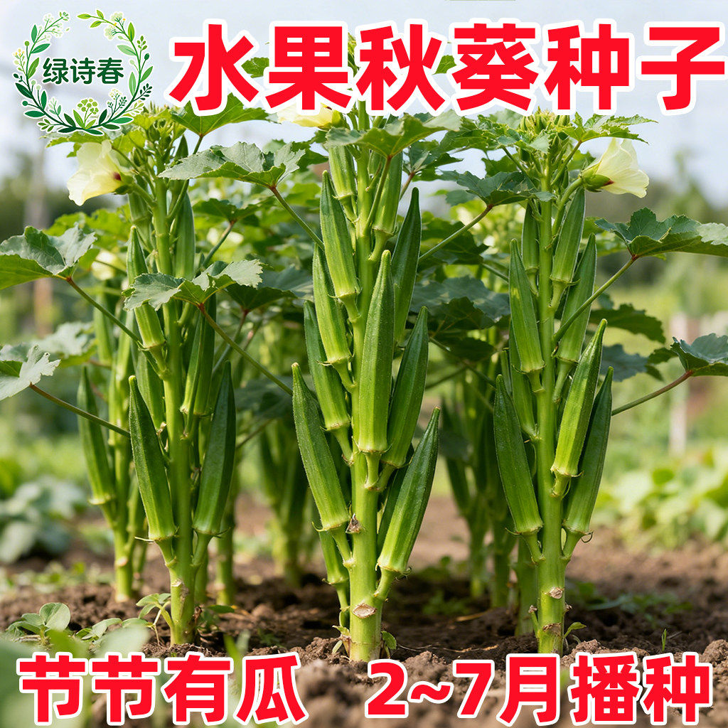 黄秋葵苗盆栽家庭阳台水果蔬菜种植四季绿植物菜种子孑籽秧苗大全