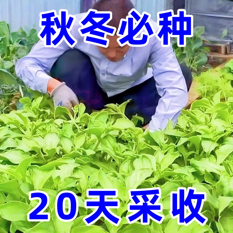 【耐寒越冬】水晶冰菜秧苗大叶冰菜幼苗冰菜种子冰菜大苗特色盆栽