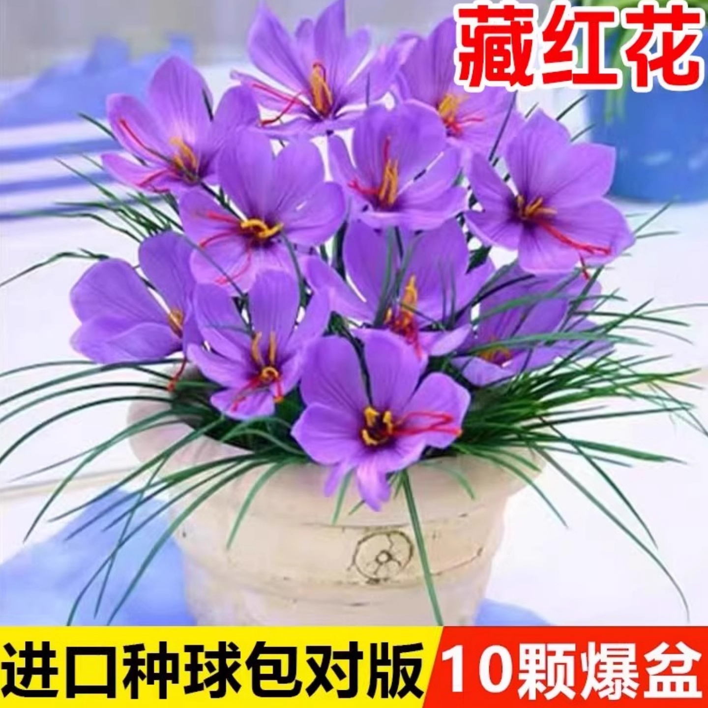 正宗藏红花种球种子苗花番红花花籽花卉药用盆栽球根花卉秋冬耐寒