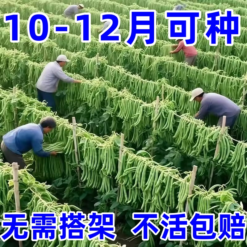 无架四季豆矮地豆种子早熟不爬藤短豆角菜豆种籽可阳台盆栽无筋豆