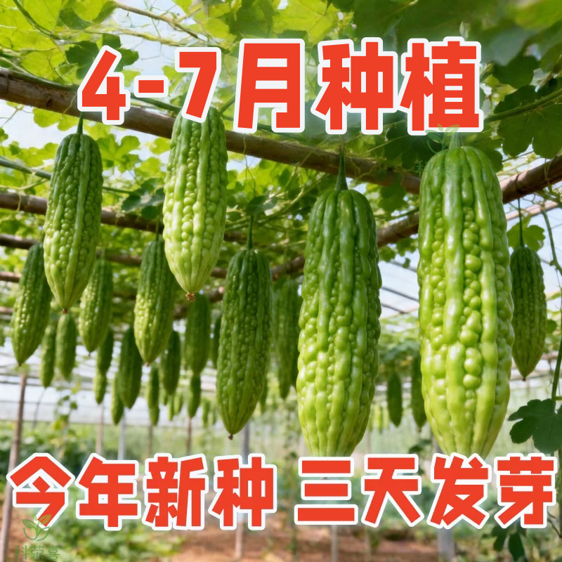 长绿苦瓜种子四季阳台季庭院常绿苦瓜种子阳台盆栽蔬果大全蔬菜
