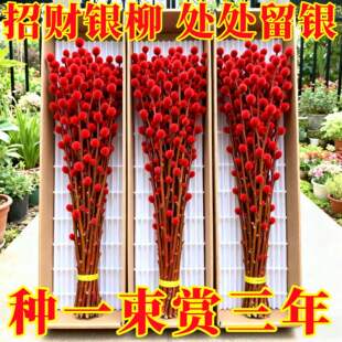 银柳真花鲜枝干花花束客厅摆件年宵花超长花期红柳枝条花卉绿鲜枝