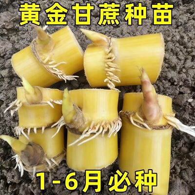 正宗黄皮黄金脆皮甘蔗高产新鲜广西黄皮水果青皮南北薄皮种苗可种