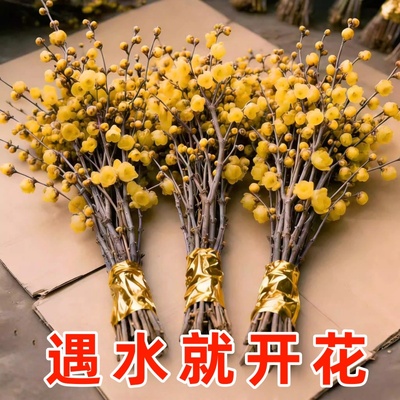 水培腊梅鲜切花年宵带花束