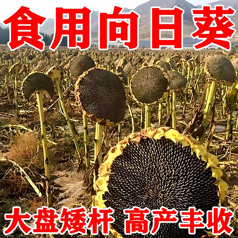 食用向日葵种子巨型高产瓜子种榨油观赏四季播种易活油葵花籽种孑