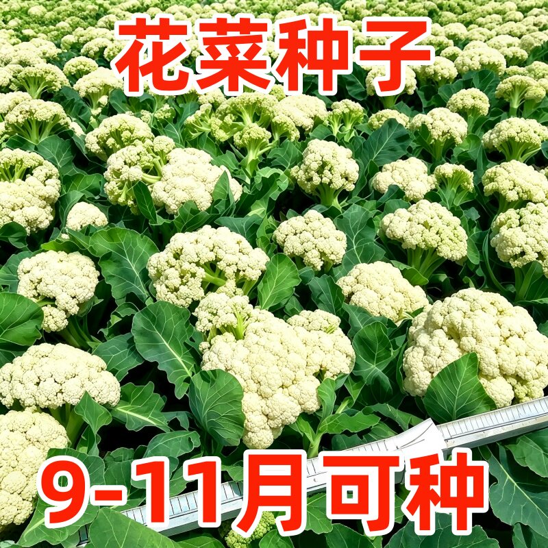 台湾青梗松花菜西兰花四季种子图片