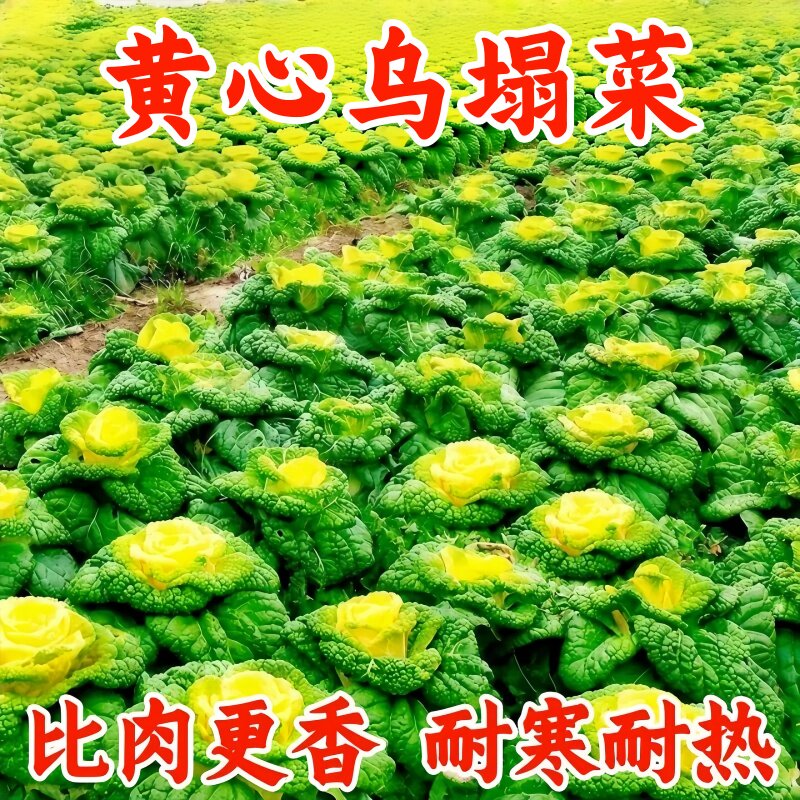 奶油黄心乌塌菜黄玫瑰雪里金花四季耐寒黄心菜菊花心菜秋冬季蔬菜