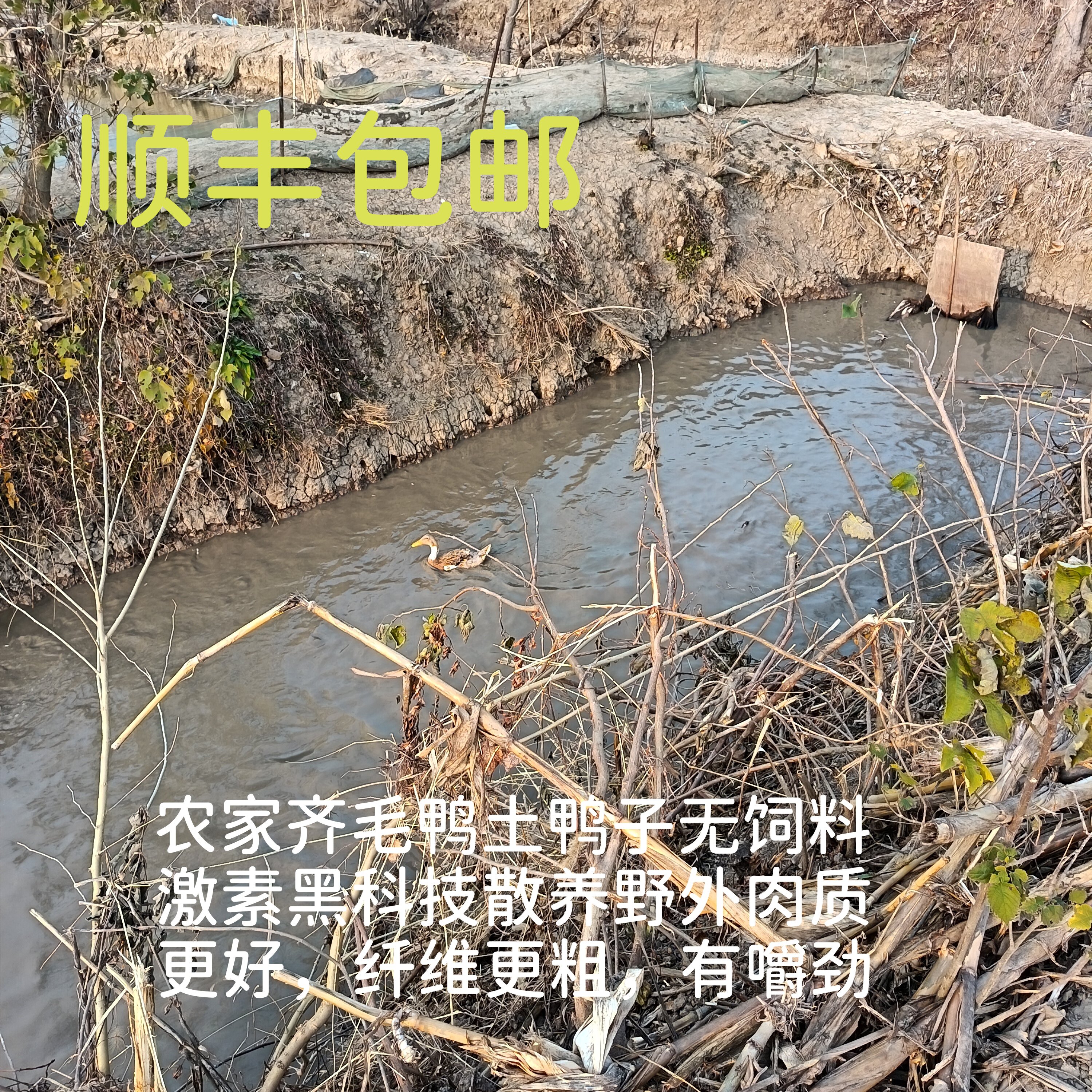 土鸭子老鸭子齐毛鸭非基地无饲料激素黑科技散养稻田煲汤爆炒腌制