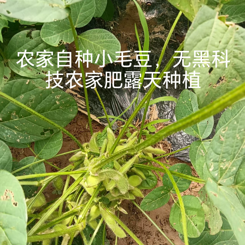农家小毛豆简单冲洗直接烹饪时令
