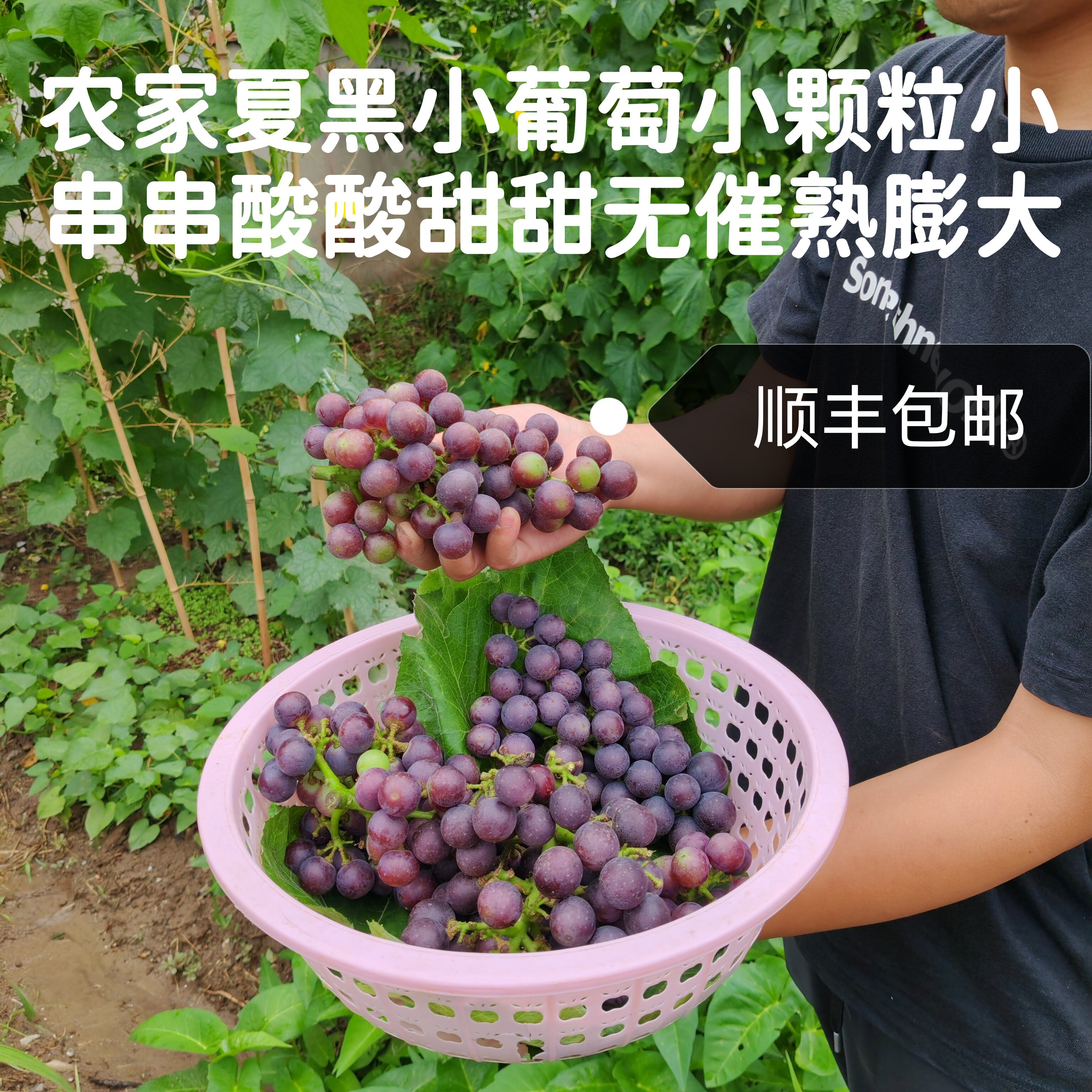 水果小葡萄无黑科技酸甜爽口健康