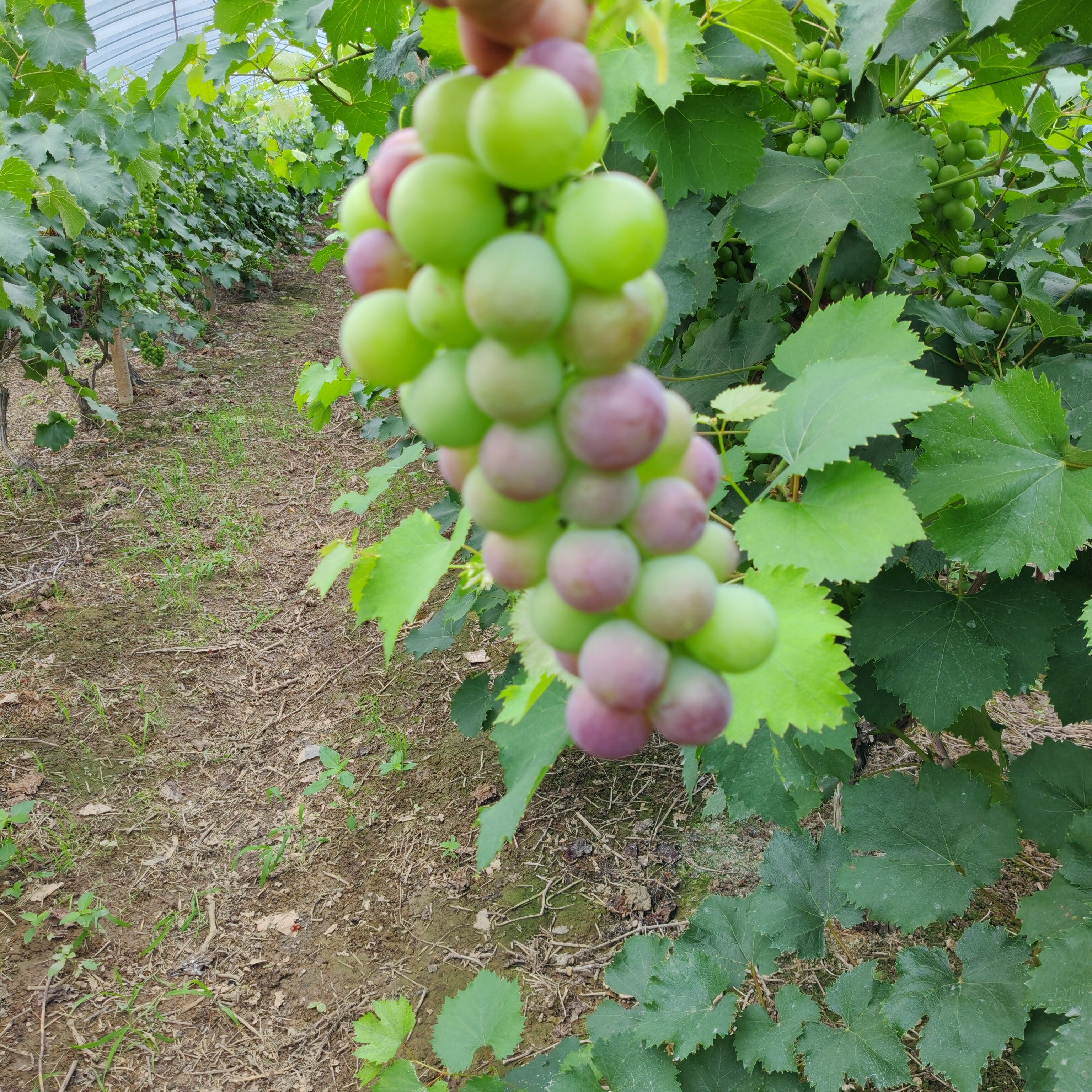 小颗粒小串串露天生长加防层防水