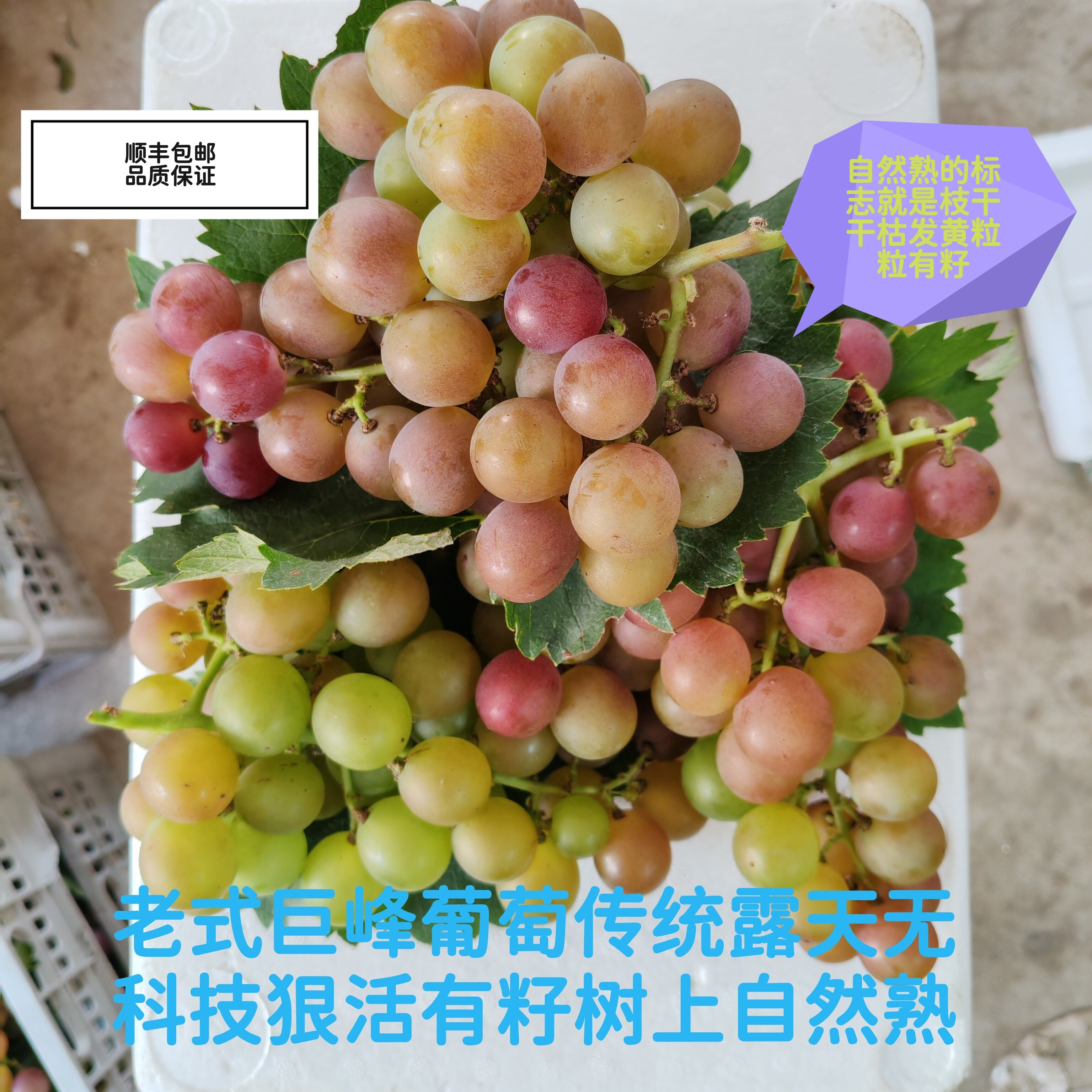 酸甜青红巨峰小葡萄【露天有籽老品种】自然熟无狠活孕妇宝宝水果