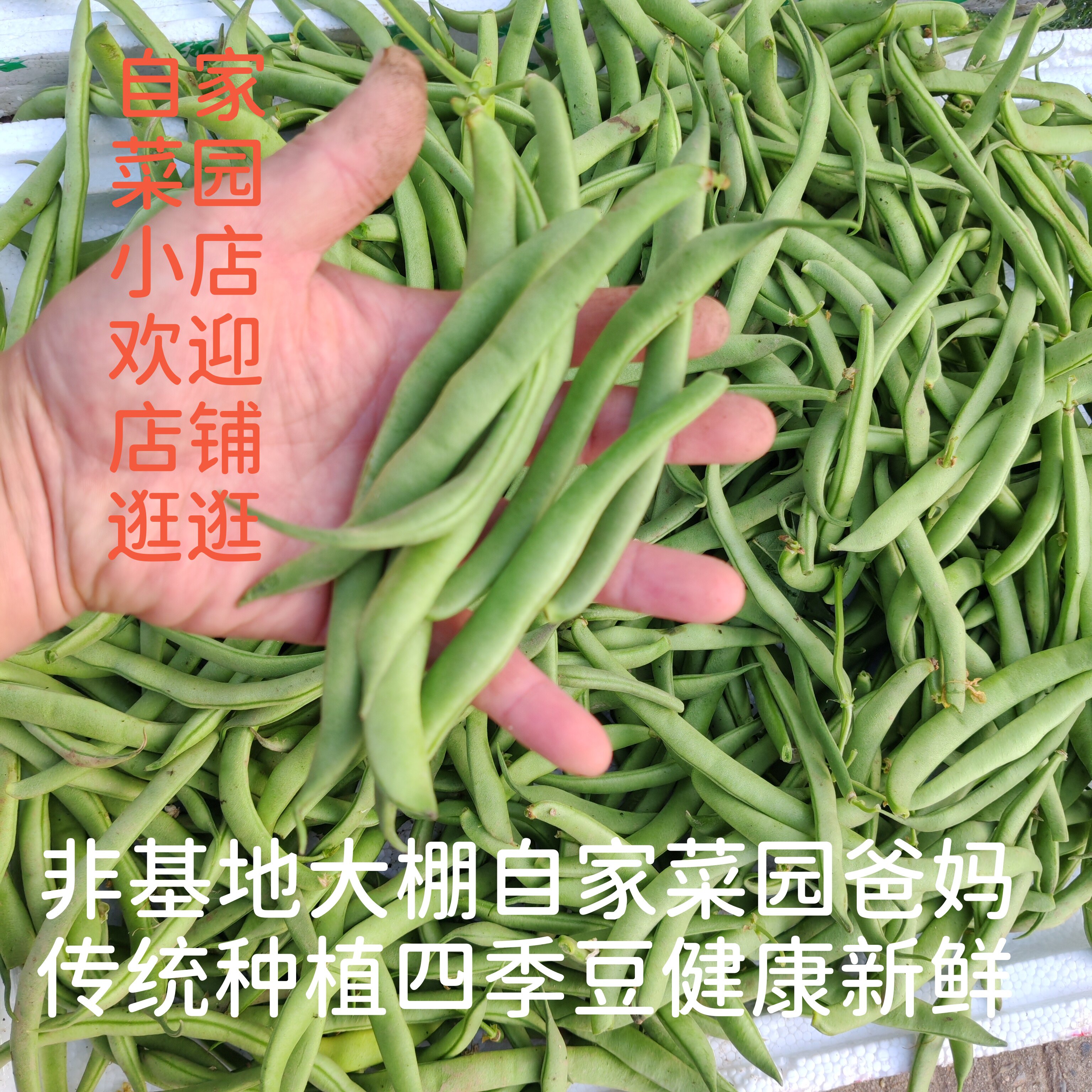 四季豆芸豆自家小菜园无黑科技健康时令新鲜蔬菜脆嫩爽口现摘现发