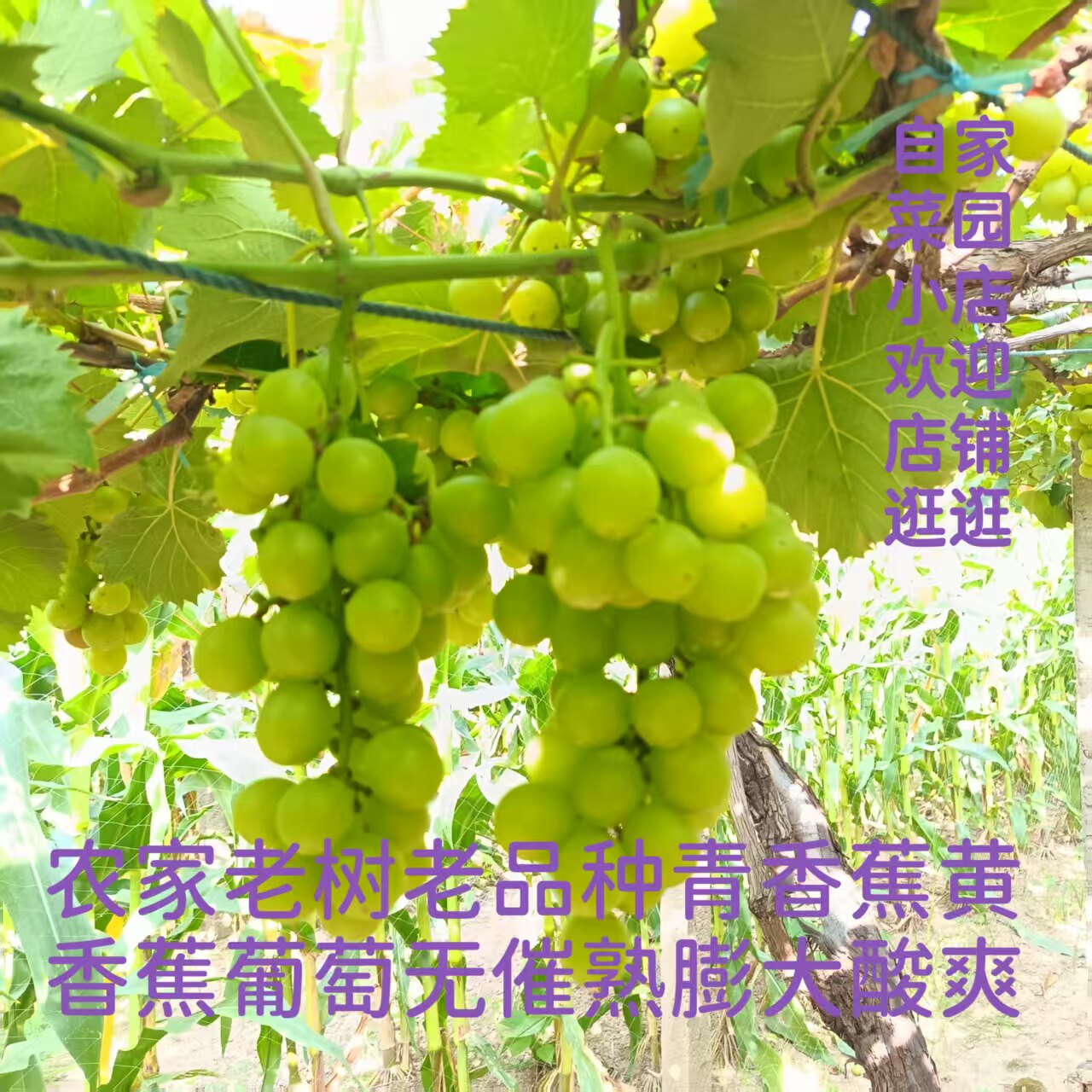 有籽老品青香蕉葡萄酸甜爽口水果