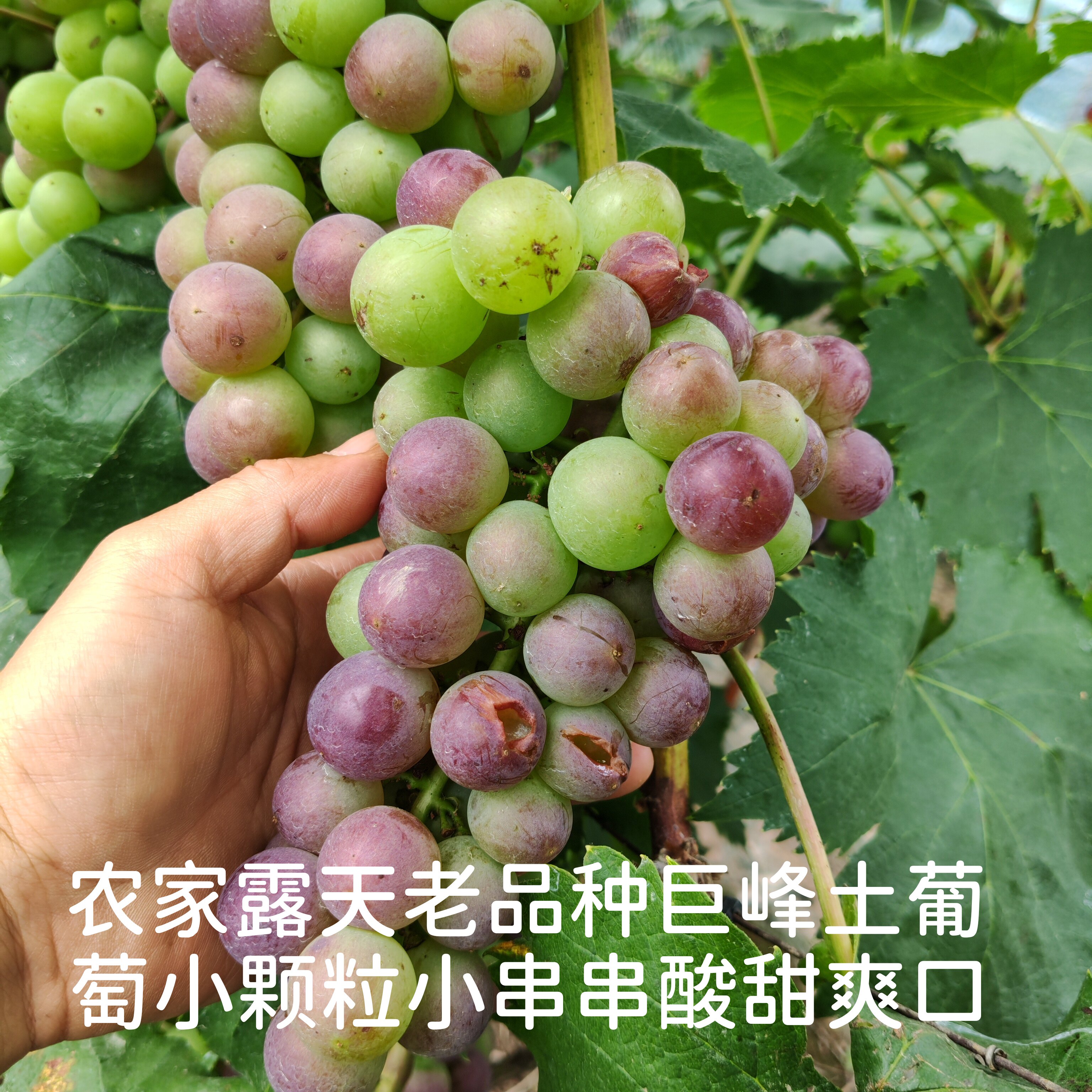 巨峰青红小葡萄老品种无催熟膨大增甜微酸淡淡清甜孕妇宝宝水果