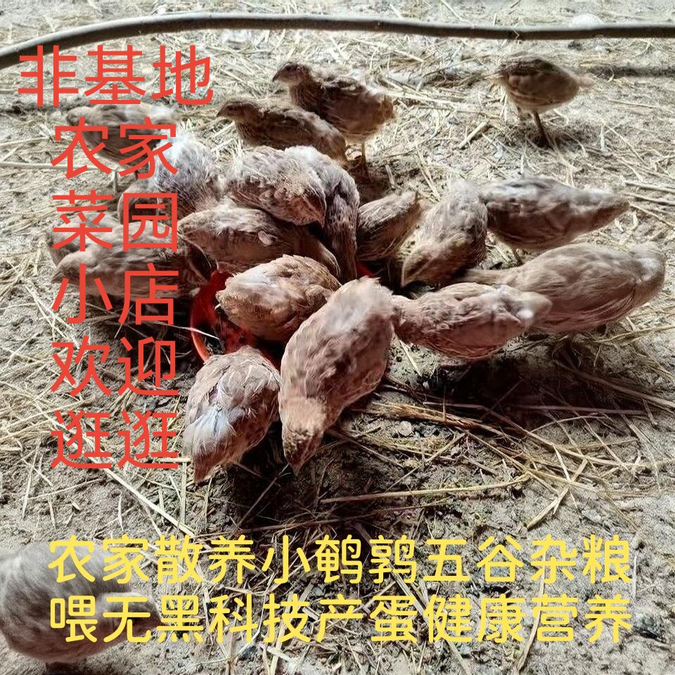 农家小鹌鹑蛋120枚农家自养杂粮喂养鸟蛋孕妇宝宝辅食健康高营养