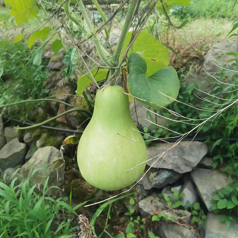 老品种葫芦瓜农家菜园露天无狠活