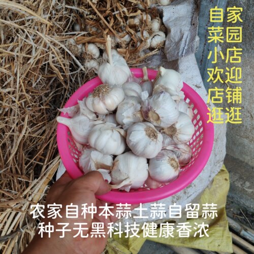 年度新干蒜自家种植个小香浓健康