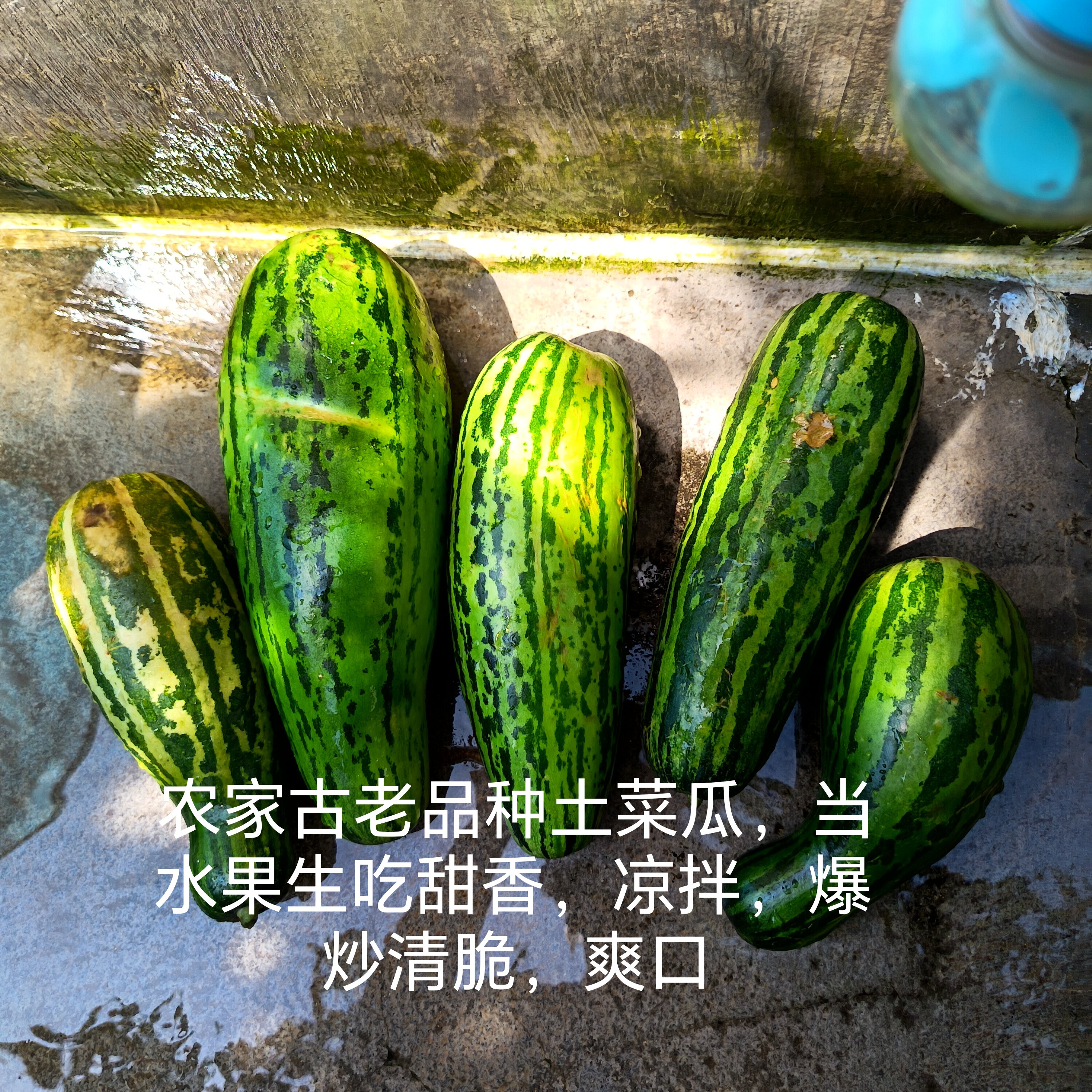 老品种土菜瓜脆瓜水瓜自家小菜园子自己留种子时令新鲜蔬菜水果