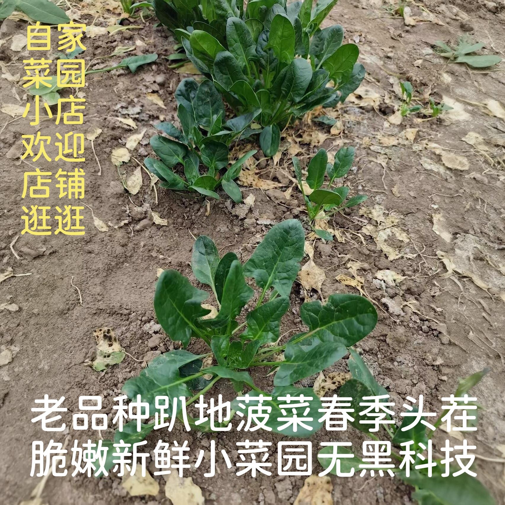 农家菜园小菠菜时令蔬菜小菜园无黑科技露天野蛮生长现摘