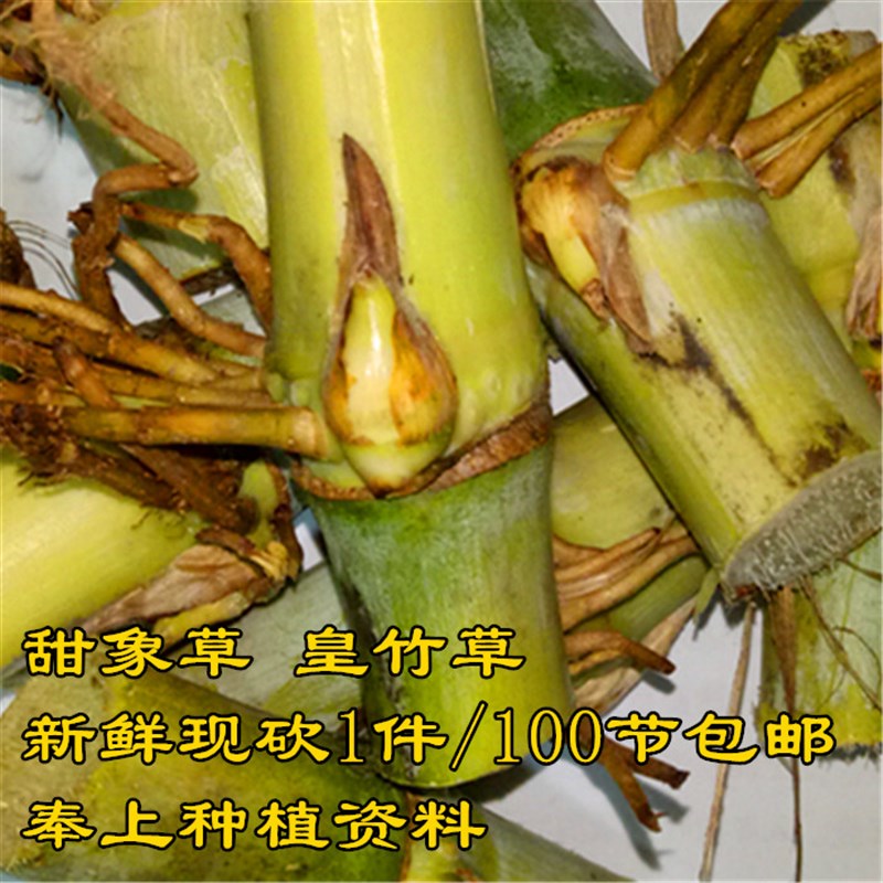 台湾甜象草种籽种节多年生种孑牧草四季冬季收割草料耐寒高产畜牧