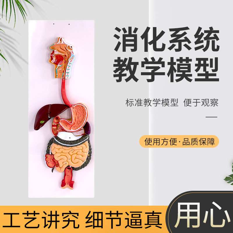 人体消化系统模型 直肠模型 食道模型 口鼻喉胃模型大肠模型肝脏