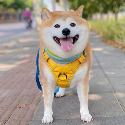 pawaii胸背狗狗背心式宠物牵引绳中小型犬柴犬柯基外出怡爪胸背带