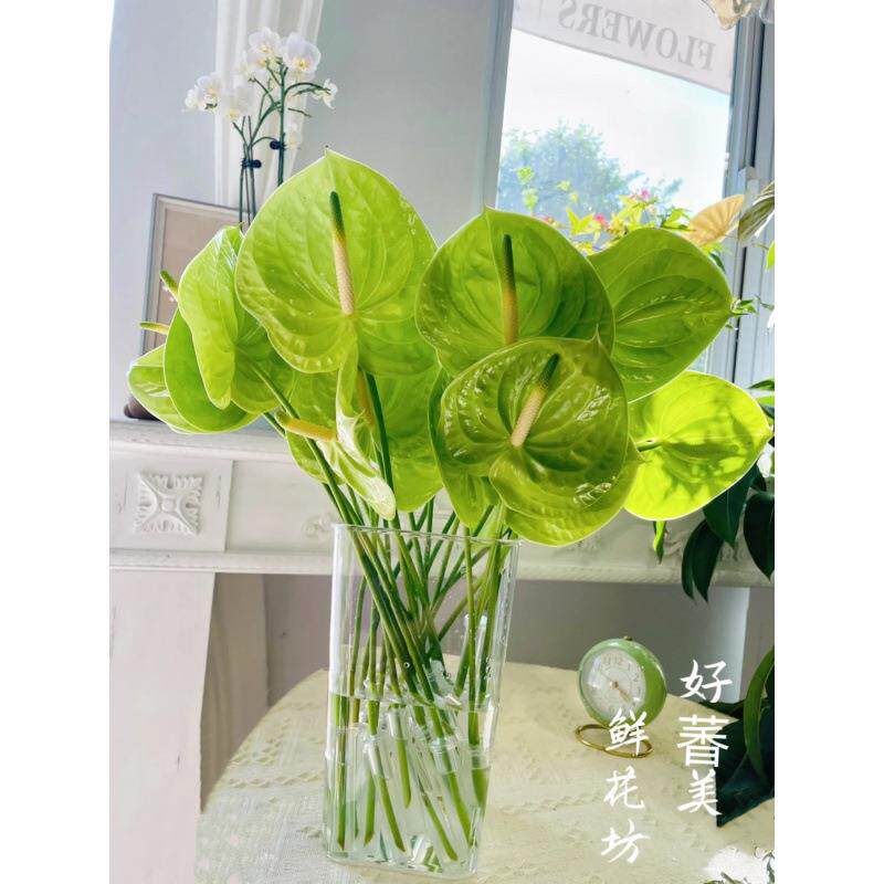 DUZ绿掌 季植物室内水养红掌家养水养供鲜花佛 鲜切清花夏里面的