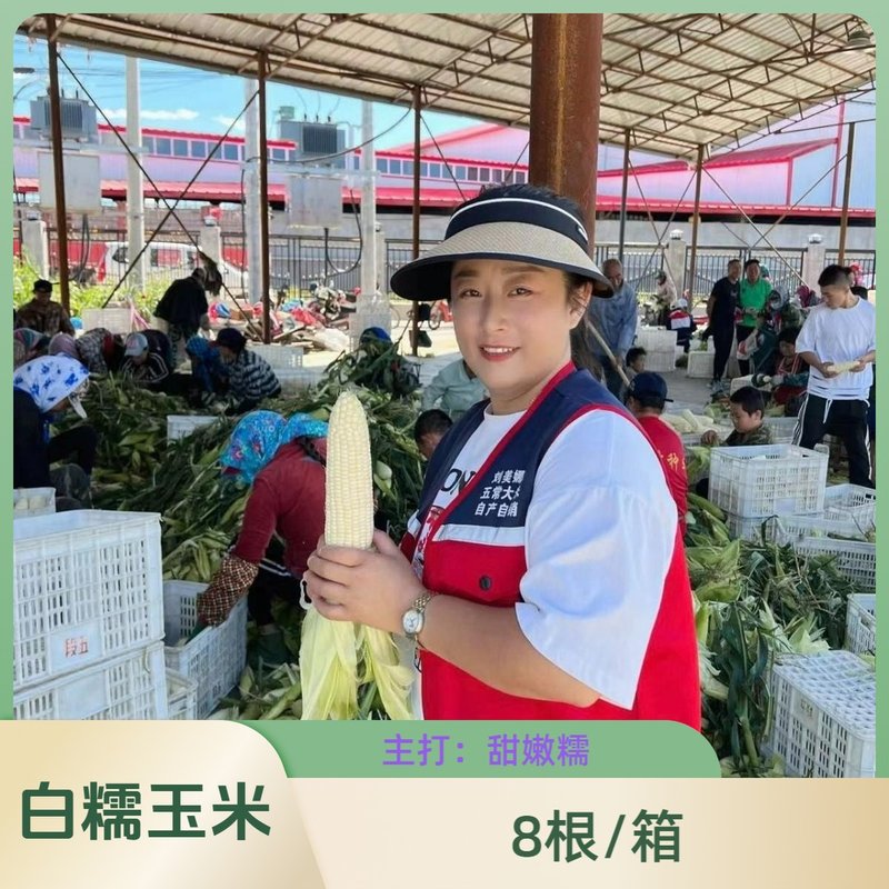刘美娜五常粘糯玉米26年东北粘甜糯玉米真空鲜食玉米一箱8根