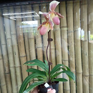 绿缘兜兰  小叶x苍叶P.barbigerum  x glaucophyllum小型桌面盆栽