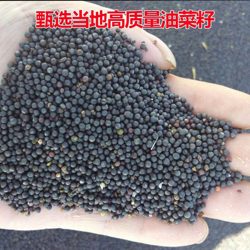 菜籽油饼农家菜枯打窝油菜饼菜籽有机肥营养土肥料钓鱼油枯,鲜花速递/花卉仿真/绿植园艺,家庭园艺肥料,淘宝优惠券,粉丝福利购,淘宝优惠卷