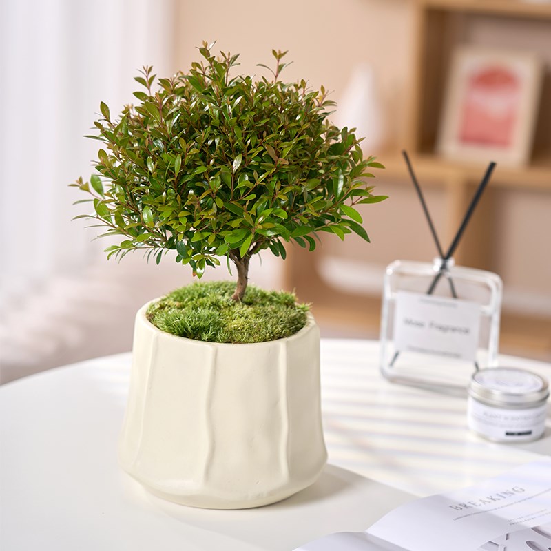 小叶赤楠盆景老桩金丝楠木紫檀盆栽办公室内客厅大棵树苗绿植好养