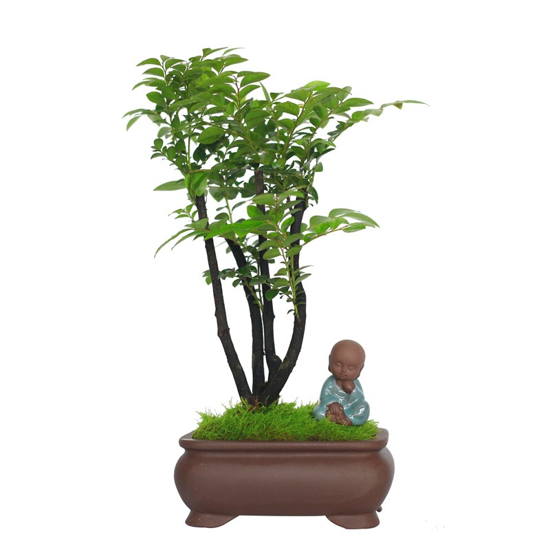 小叶紫檀老桩多枝植物桌面禅意绿植摆件四季常青绿植黑骨檀盆栽